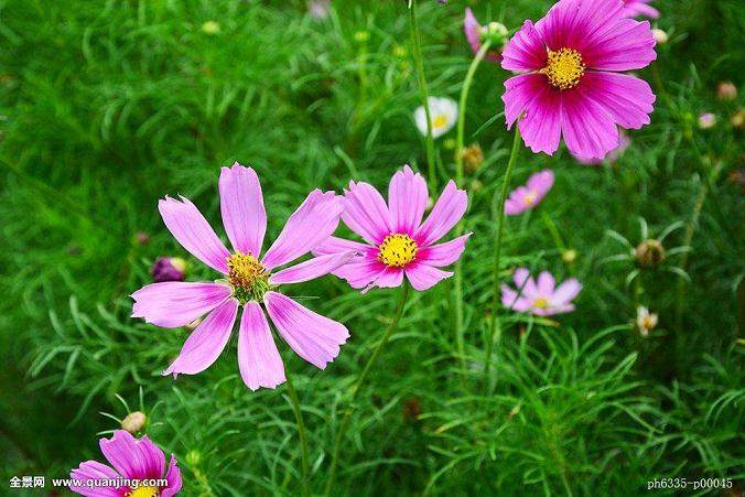 北方寒潮 到广州进盆花的客户减少