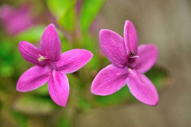 漳州扦插紫花三角梅的价格180元/盆