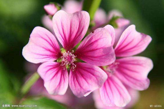 青州花卉销售整体上扬 盆花销售情况更不错