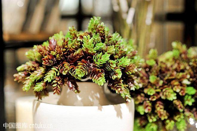 不同浓度的NAA对多肉植物生根及出芽的影响_