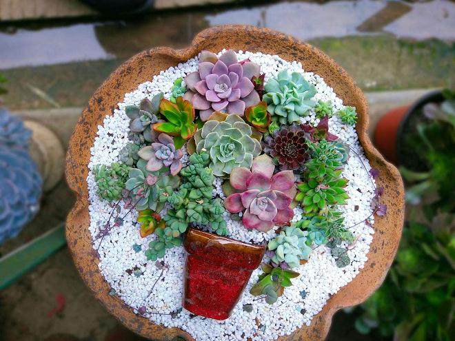 不同浓度的NAA对多肉植物生根及出芽的影响_