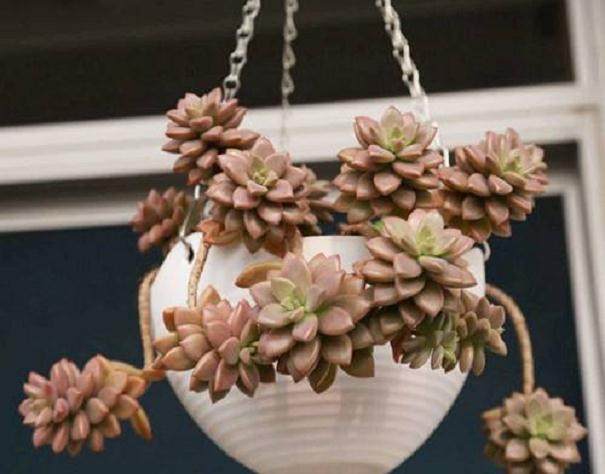 姬胧月多肉的叶片怎么采集与扦插