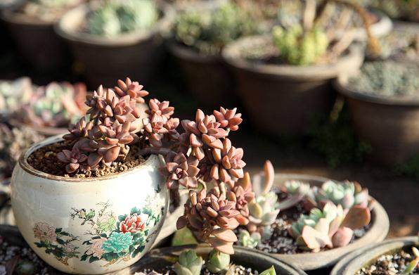 不同栽培基质配比对姬胧月叶片扦插生根和出芽的影响