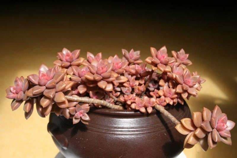 不同栽培基质配比对姬胧月叶片扦插生根和出芽的影响