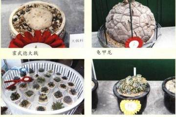 第五届中国国际仙人掌及多肉植物精品