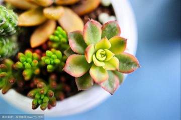 组培快繁的技术是多肉植物大批量繁殖的合适方法