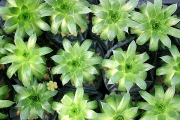 比例实验效果最佳 多肉生根率达到100% 生根长度最长