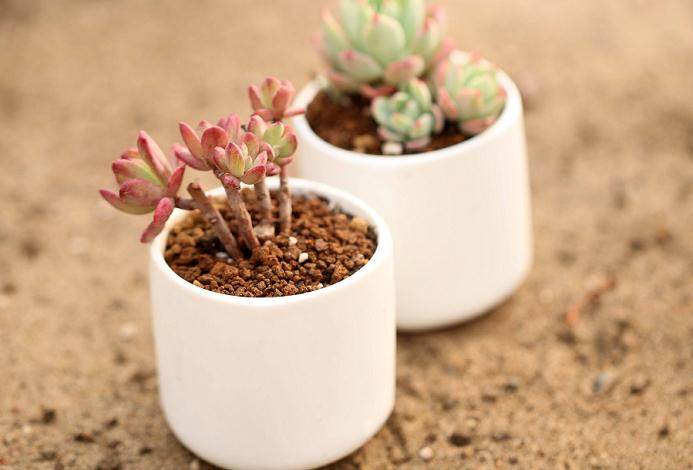 多肉的火爆使得市场对其需求量随之提高