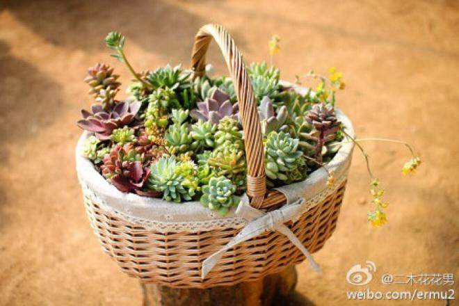 成都植物园于2006年建立多肉温室植物馆