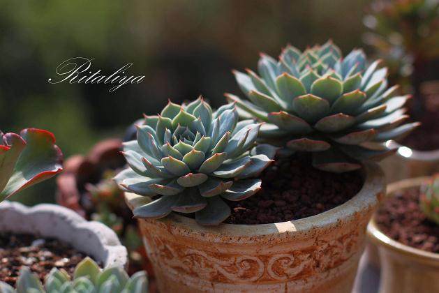 成都植物园于2006年建立多肉温室植物馆