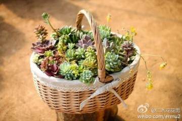 成都植物园于2006年建立多肉温室植物馆