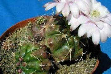 仅仙人掌科多肉植物就有2000多个种 图片