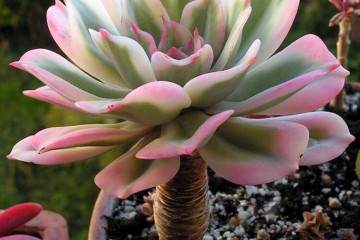 商家说 多肉植物能防辐射和释放氧气 真的吗