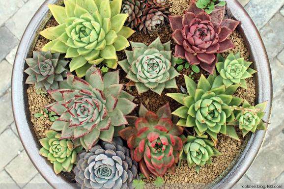 种植多肉植物一定要有3样工具