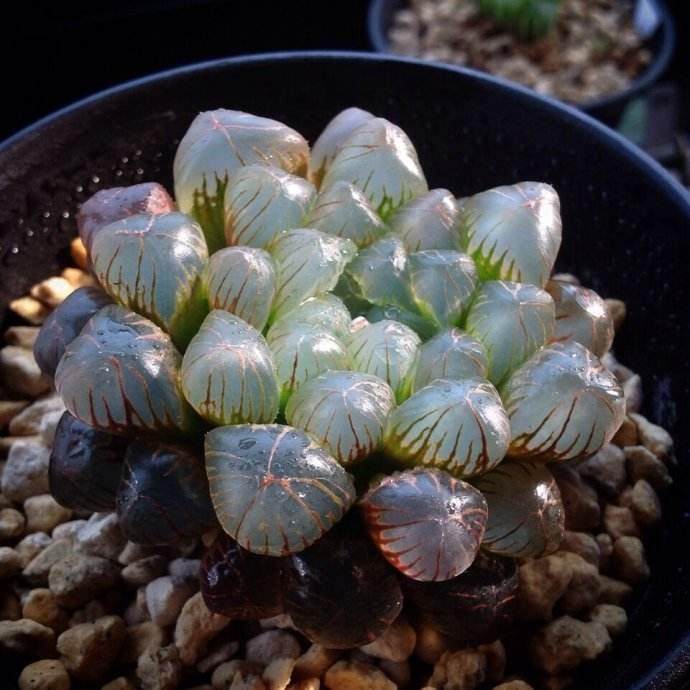 玉露多肉是不能长期雨淋 这是为了避免烂根