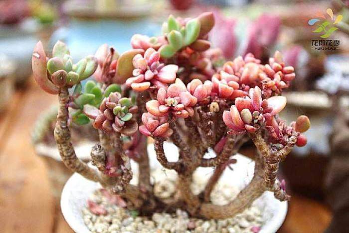 多肉可放在阳光充足之处养护 光照不浇则浇透