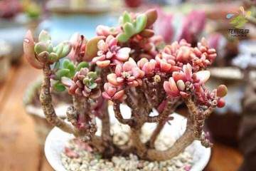 多肉可放在阳光充足之处养护 光照不浇则浇透