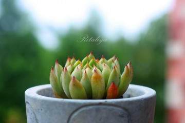 多肉盆底有透水孔 否则水分很难控制