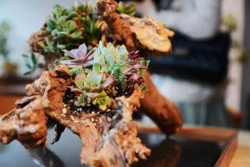 多肉植物怎么防治病虫害的方法 图片