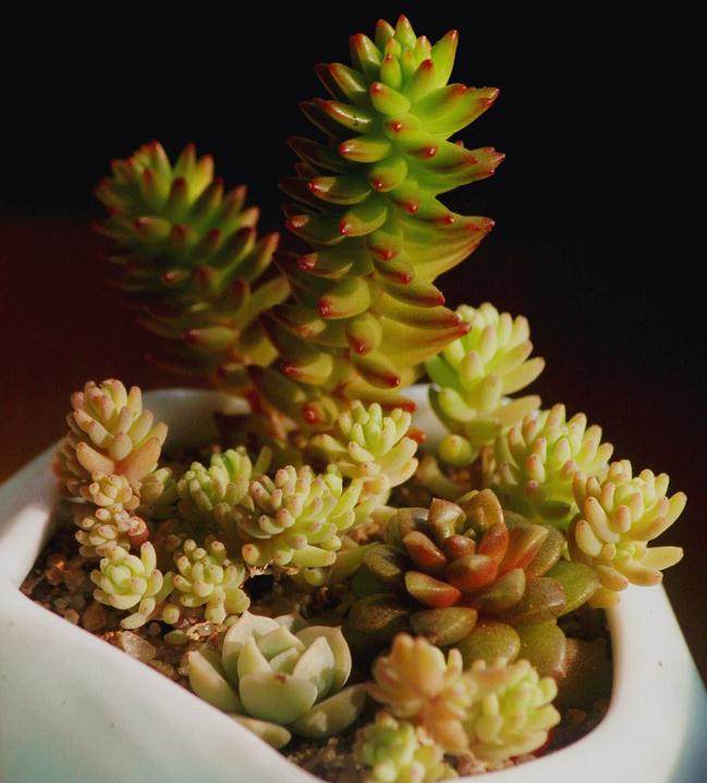 大庆多肉植物的市场现状分析