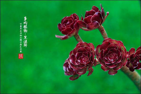 大庆多肉植物的市场现状分析