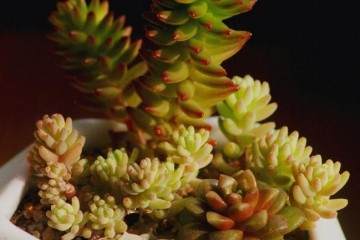 大庆多肉植物的市场现状分析 图片