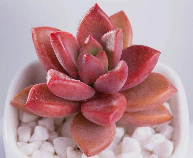 大庆多肉植物市场的调研数据及分析