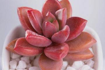 大庆多肉植物市场的调研数据及分析