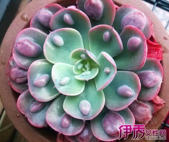 大庆多肉市场的消费能力 还是相对一般