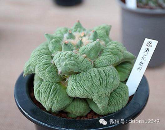 大庆多肉植物的价格消费分析