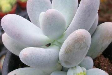 大庆多肉植物市场发展存在的问题