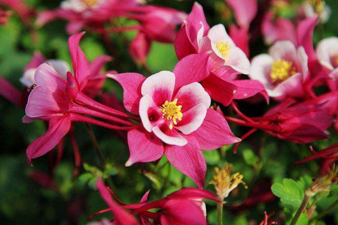 银川于9月2~8日举行了第七届中国花卉交易会