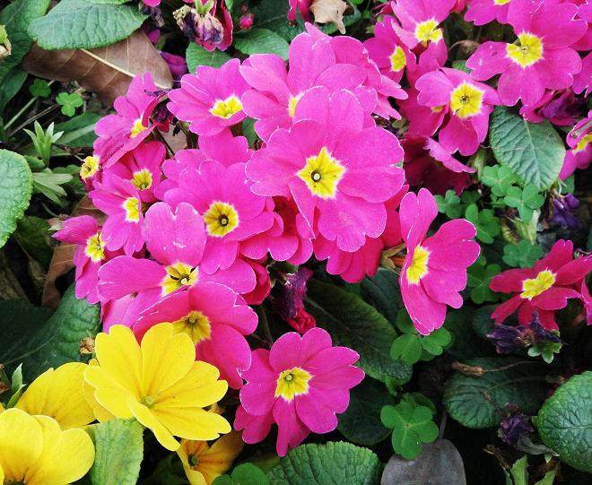 银川于9月2~8日举行了第七届中国花卉交易会