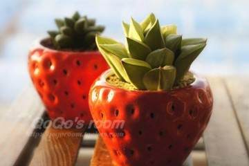 多肉植物帝王寿在不同时期培养基条件