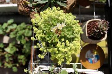 多肉植物怎么扦插与嫁接繁殖 图片