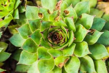 多肉植物在园林应用的研究 图片