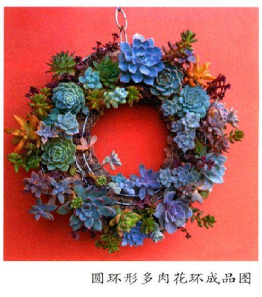 怎么制作多肉花环的5个步骤 图片