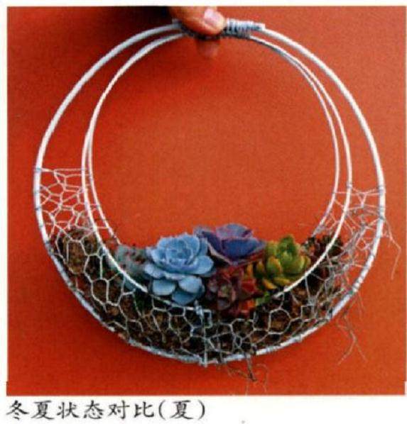 怎么制作多肉花环的5个步骤 图片