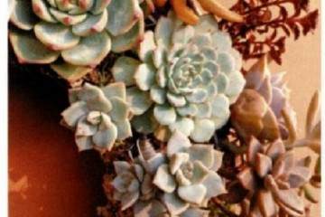 怎么养护多肉花环的6个步骤 图片