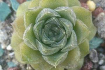 如何预防多肉值得冻伤的方法 图片