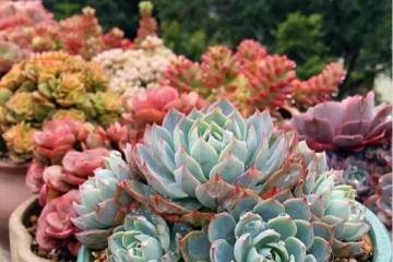 如果多肉植物冻伤 这3招可以救治 图片