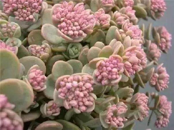 多肉从来不开花 试试这个6个绝密方法！