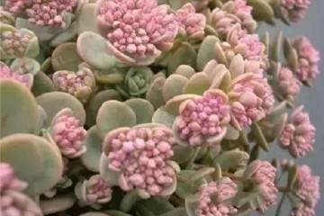 多肉从来不开花 试试这个6个绝密方法