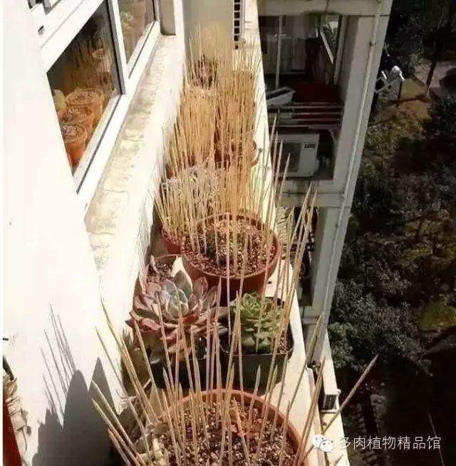 如何做好多肉植物的防鸟工作?