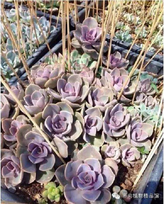 如何做好多肉植物的防鸟工作?