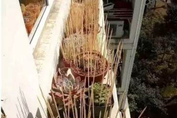 如何做好多肉植物的防鸟工作 图片