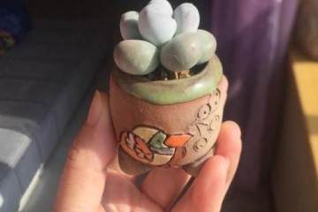 多肉奶酪就是个小贵货 一个叶片也要18元