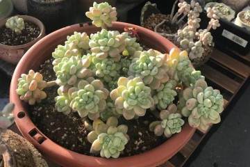 颗粒土养多肉植物 注意这4个问题 图片