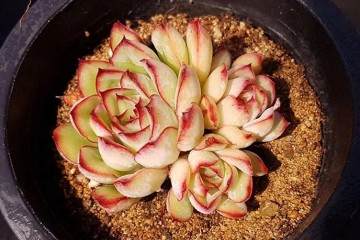 多肉换了这种土 3周不到 叶子全红了