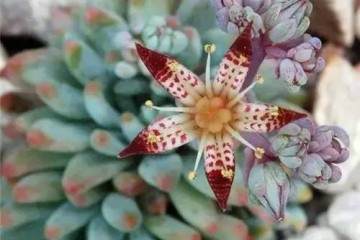 如何给多肉植物配颗粒土 图片